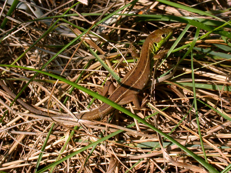 Ramarro giovane Lacerta bilineata